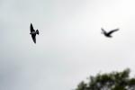 Barn Swallows, ABPD01_222
