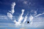 Barn Swallows, Clouds, ABPD01_223