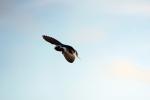 Barn Swallows, ABPD01_226