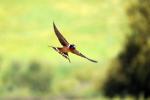 Barn Swallows, ABPD01_227