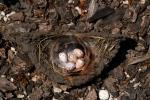 Swallow Eggs, Nest