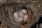 Swallow Eggs, Nest