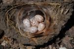 Barn Swallow Eggs, Nest