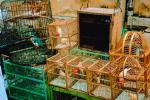 Bird Cages, imprisonment, ABPV01P01_01.3343