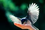 Blue Jay, Pacific Palisades California