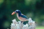 Blue Jay, Pacific Palisades California, ABPV01P02_12.3343