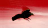 Crow, Blackbird