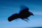 Crow, Blackbird, ABPV01P02_13E.3343