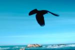 Crow, Blackbird