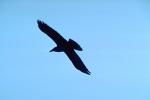 Blackbird in Flight, ABPV01P02_18.1708