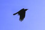 Crow, ABPV01P03_10