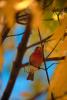autumn, House Finch (Carpodacus mexicanus), [Fringillidae]
