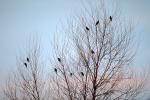 bare tree, blackbird