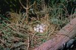Western Meadowlark (Sturnella neglecta), Nest, Eggs