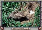 Western Meadowlark (Sturnella neglecta), ABPV01P06_12