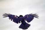 Crow, Carmel California, Blackbird, ABPV01P07_13B