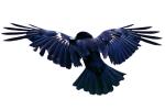 Crow, Carmel California, Blackbird, ABPV01P07_13C
