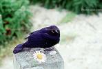Crow, Carmel California, Blackbird, ABPV01P07_14