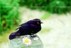 Crow, Carmel California, Blackbird, ABPV01P07_15