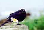 Crow, Carmel California, Blackbird, ABPV01P07_16