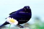 Crow, Carmel California, Blackbird, ABPV01P07_17
