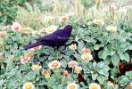 Crow, Carmel California, Blackbird, ABPV01P07_19