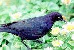 Crow, Carmel California, Blackbird, ABPV01P08_01