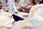 Crow, Carmel California, Blackbird, ABPV01P08_02