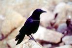 Crow, Carmel California, Blackbird, ABPV01P08_03