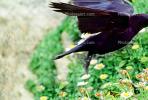 Crow, Carmel California, Blackbird, ABPV01P08_04