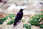 Crow, Carmel California, Blackbird, ABPV01P08_05