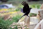 Crow, Carmel California, Blackbird, ABPV01P08_08