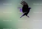 Crow, Carmel California, Blackbird, ABPV01P08_08B
