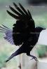 Crow, Carmel California, Blackbird, ABPV01P08_08C