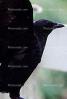Crow, Carmel California, Blackbird, ABPV01P08_08D