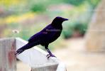 Crow, Carmel California, Blackbird, ABPV01P08_09