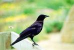 Crow, Carmel California, Blackbird, ABPV01P08_10