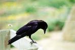 Crow, Carmel California, Blackbird, ABPV01P08_11
