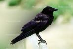 Crow, Carmel California, Blackbird, ABPV01P08_12