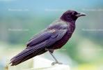 Crow, Carmel California, Blackbird, ABPV01P08_13
