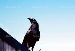 Crow, Nepenthe Restaurant, Big Sur, California, Blackbird, ABPV01P09_04