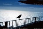 Crow, Nepenthe Restaurant, Big Sur, California, Blackbird, ABPV01P09_05