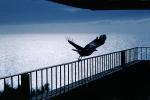 Crow, Nepenthe Restaurant, Big Sur, California, Blackbird, ABPV01P09_06B