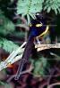 Golden-breasted Starling, Cosmopsarus regius, Sturnidae, ABPV01P09_19