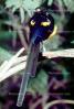 Golden-breasted Starling, Cosmopsarus regius, Sturnidae