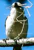 White-Headed Weaver, White-Headed Buffalo Weaver (Dinemellia dinemelli dinemelli), ABPV01P10_06C