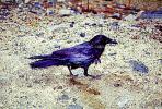 crow, raven, Blackbird, ABPV01P11_02