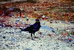 crow, raven, Blackbird