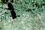 Blackbird in flight, ABPV01P13_15