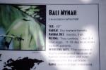 Bali Mynah (Leucospar rothschildi), ABPV01P13_19